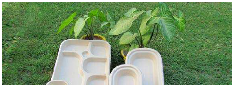 Biodegradable Food packaging and catering disposables